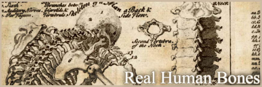 Real Human Bones for Sale