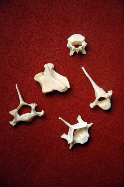 animal spine bones
