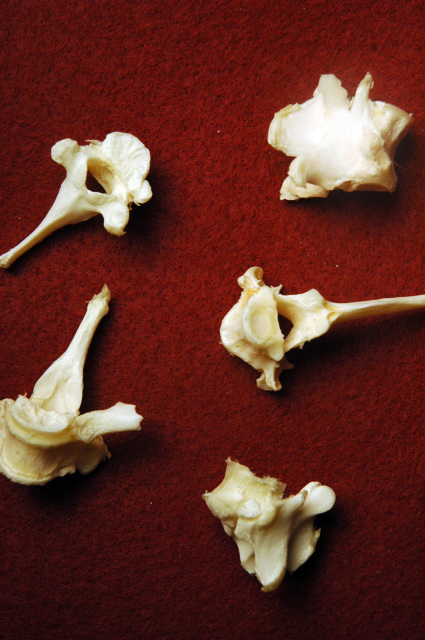 animal spine bones