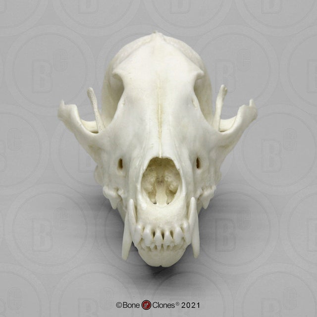 Coyote Skull, real bone, available for purchase at natur.