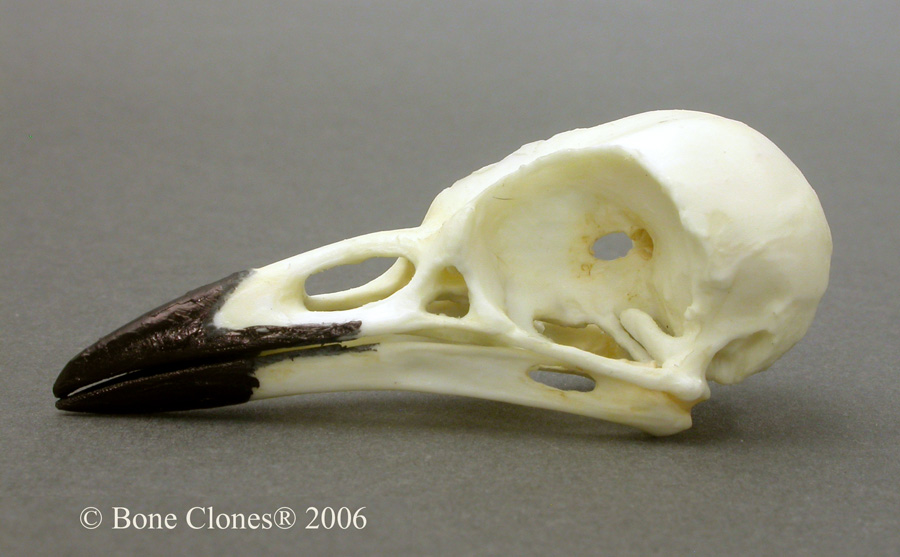 Bone Clones® Blue Jay Skull